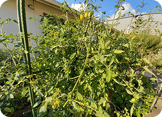 施設外側には菜園